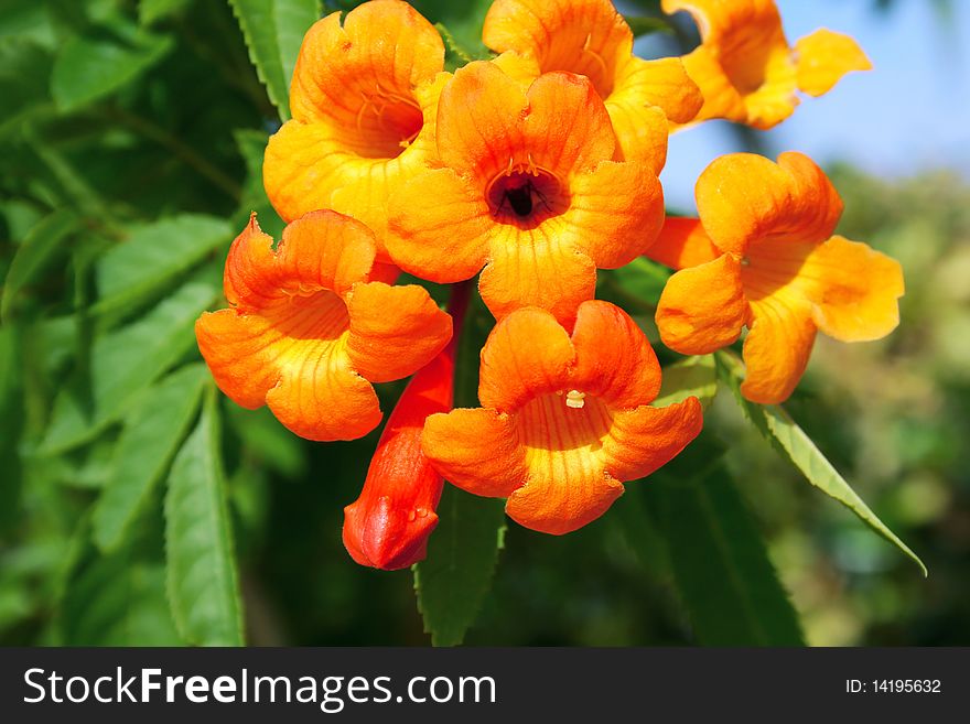 Orange tropical flowers horizontal 
picture.