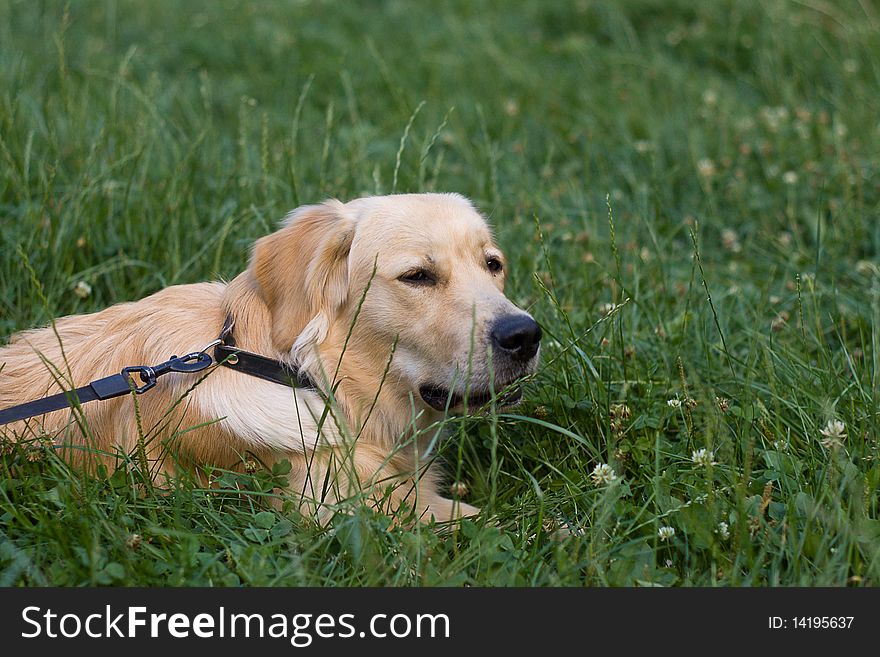 Golden retriver labrador, nice dog