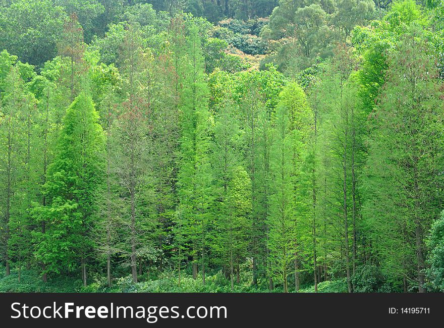 Green Trees On Hill