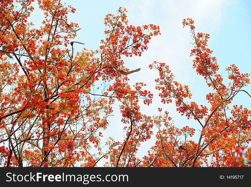 Flame tree with red flower