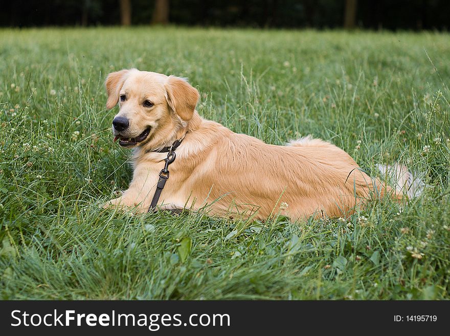 Golden retriver labrador, nice dog