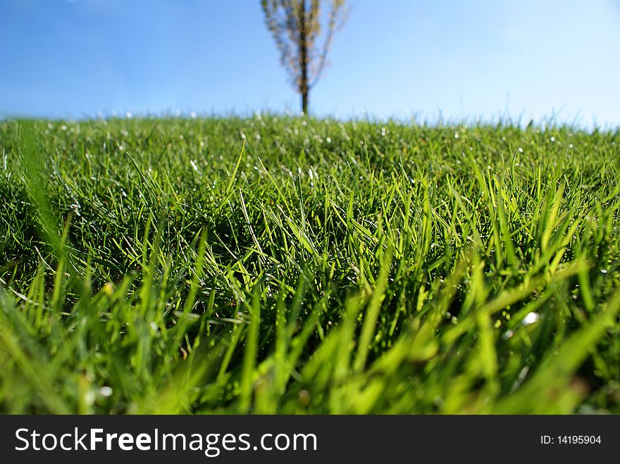 A sunny field in the middle of the spring. A sunny field in the middle of the spring