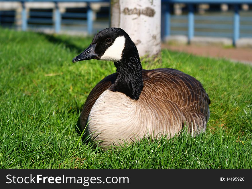 A canada goose resting on the grass