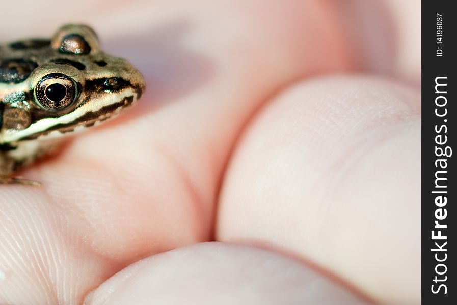 Tiny pickerel frog in my hand