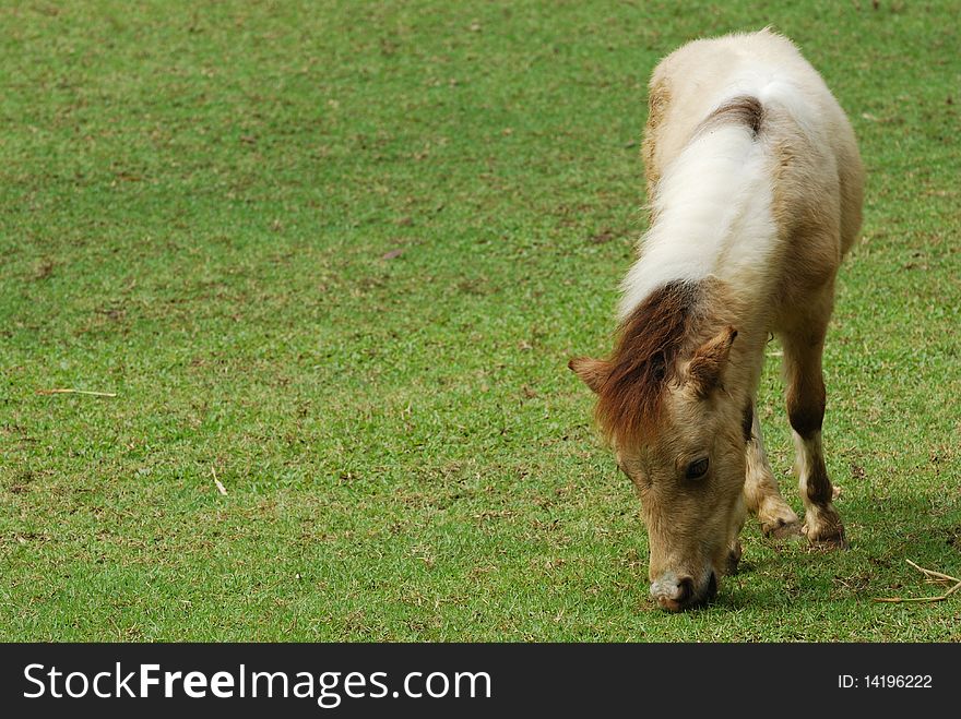 Dwarf Horse eating grass in Thailand