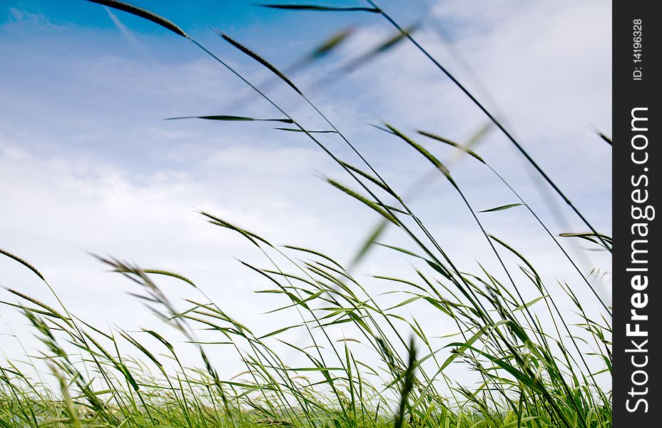 High grass fileld background against the sky