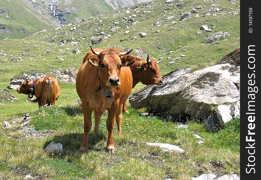 Cows Meeting On Alps