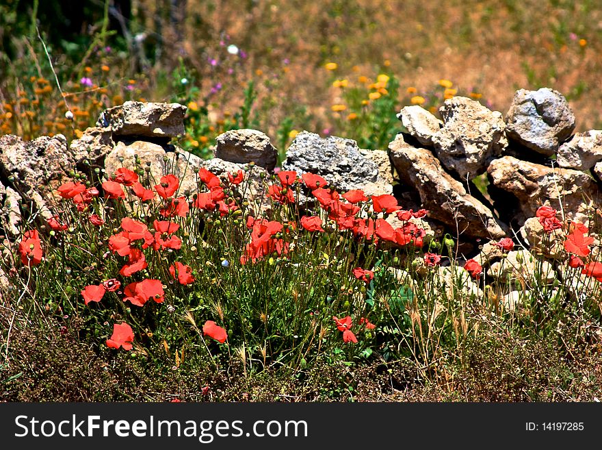 Tipical italian rural stone wall with poppy flowers on spring. Tipical italian rural stone wall with poppy flowers on spring