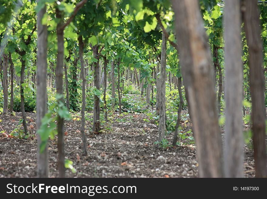 Tipical italian rural grape-vine farming