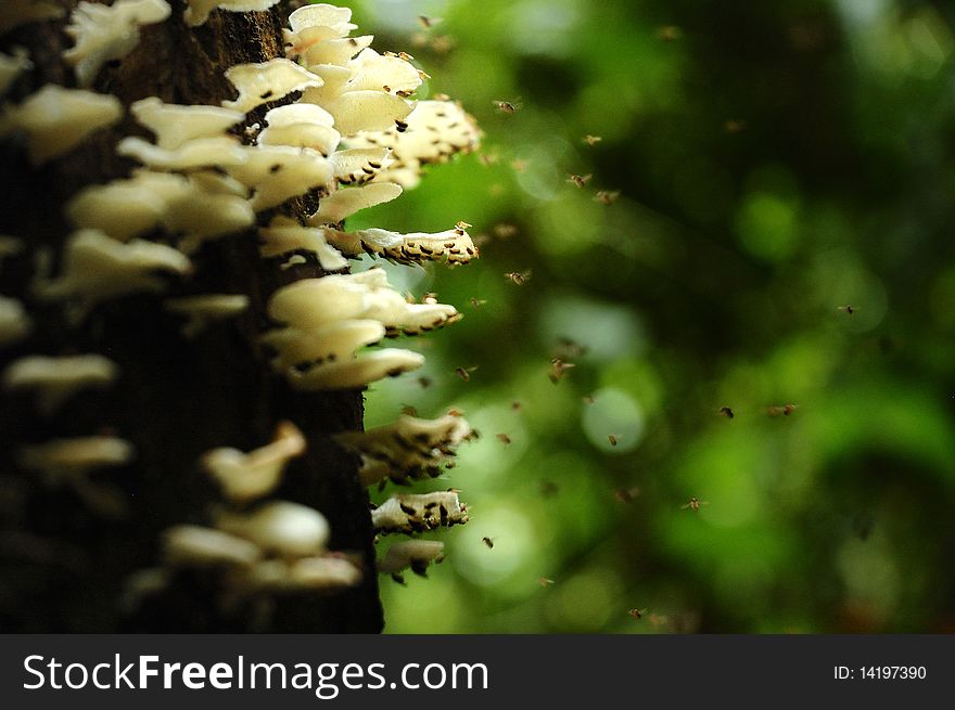Mushroom in tropical rain forest
