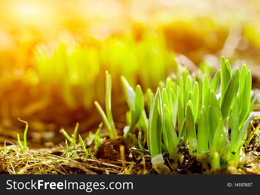 Fresh green grass in sunbeam