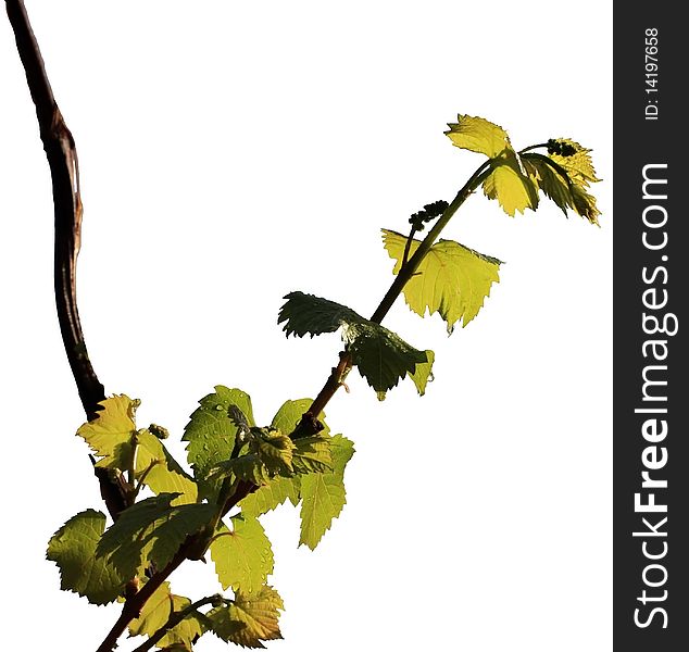 Detail of a grapevine plant isolated on a white background. Detail of a grapevine plant isolated on a white background