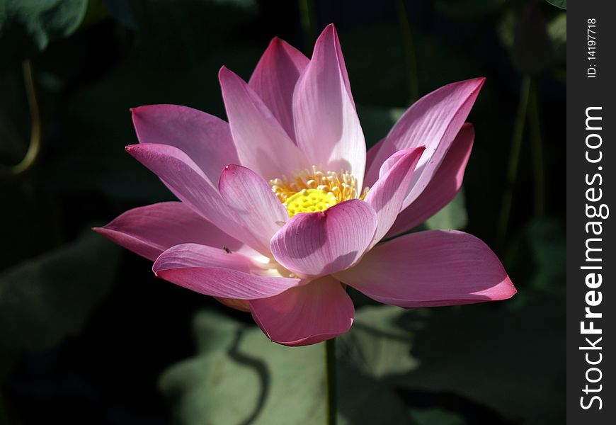 Beautiful pink lotus closed up. Beautiful pink lotus closed up