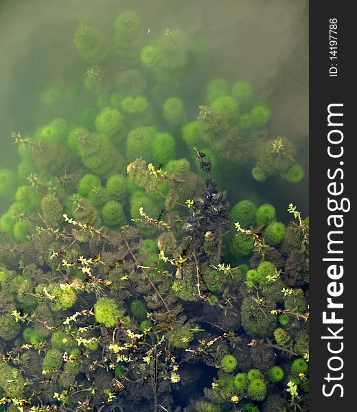 Green under water plant pond beautiful