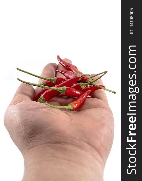 Hand Holding fresh Organic Spicy Chili. Hand Holding fresh Organic Spicy Chili