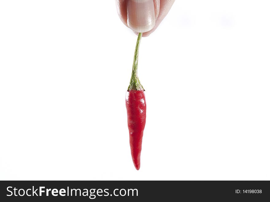Hand Holding isolated fresh Organic Spicy Chili. Hand Holding isolated fresh Organic Spicy Chili