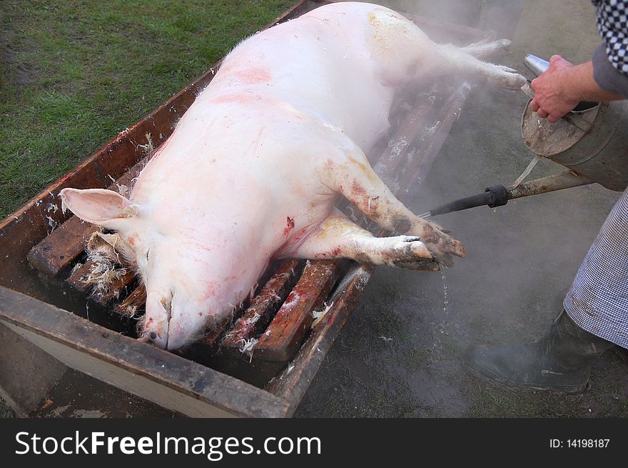 Pig Being Killed By A Butcher