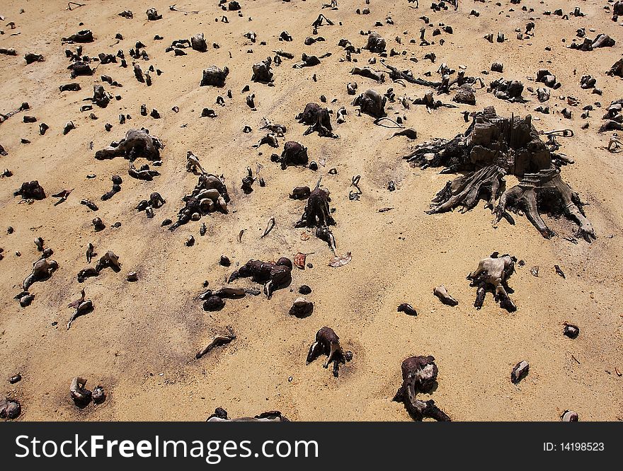 Mangrove destruction in the Andaman Sea