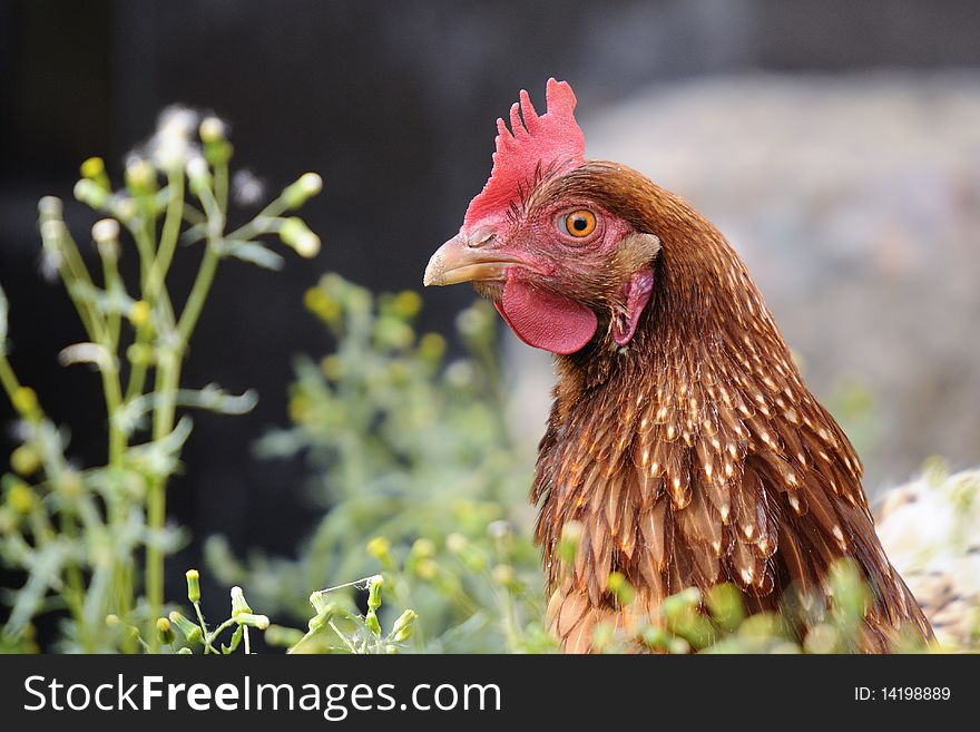 Red hen in the barnyard