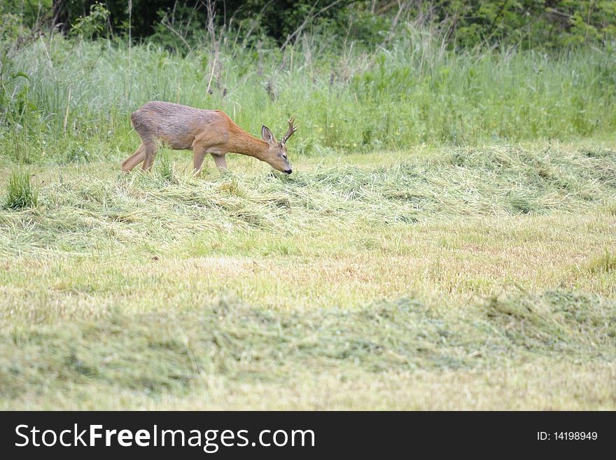 Roebuck on the meadow in the spring morning. Roebuck on the meadow in the spring morning