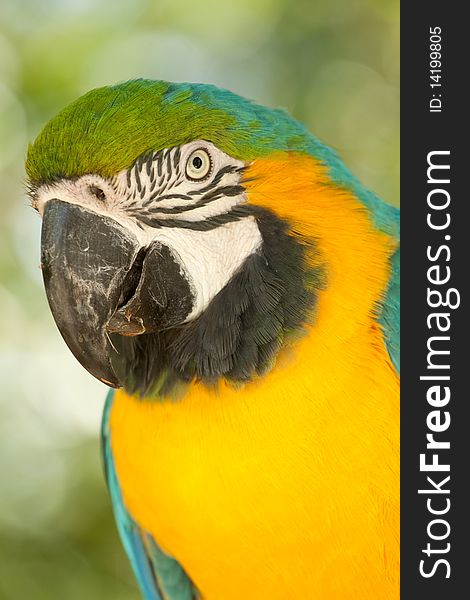 Blue, gold and green macaw parrot with vibrant colored feathers.