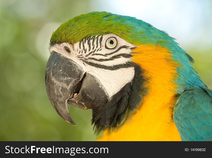 Detailed close up of a macaw parrot with vibrant colored feathers. Detailed close up of a macaw parrot with vibrant colored feathers.