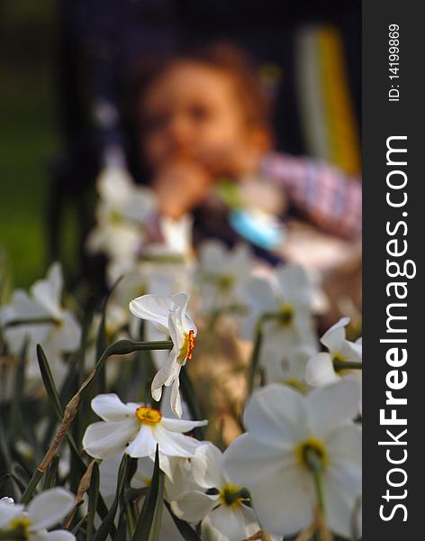 Daffodils (Narcissus jonquilla) and a blured child silhouette sitting on a buggy in the background. Daffodils (Narcissus jonquilla) and a blured child silhouette sitting on a buggy in the background