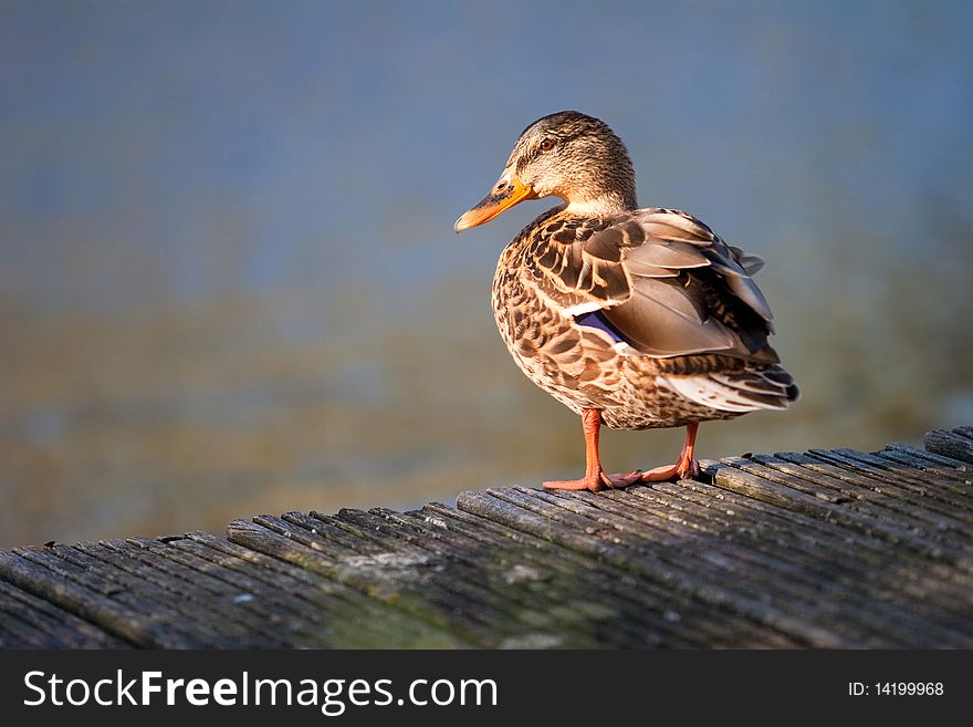 Wild duck at the dock