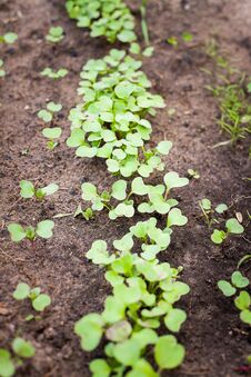 Free Green Sprout Growing From Seed Royalty Free Stock Images - 141904899