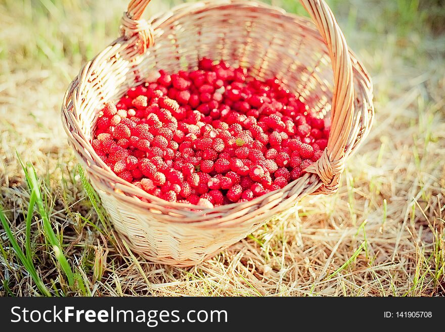 Basket of fresh strawberries outdoors