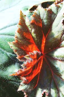 Abstract Half Green And Half Dry Autumn Leaf Background Selective Focus Close Up Stock Photos