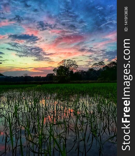 Colourful sky with paddy field and water