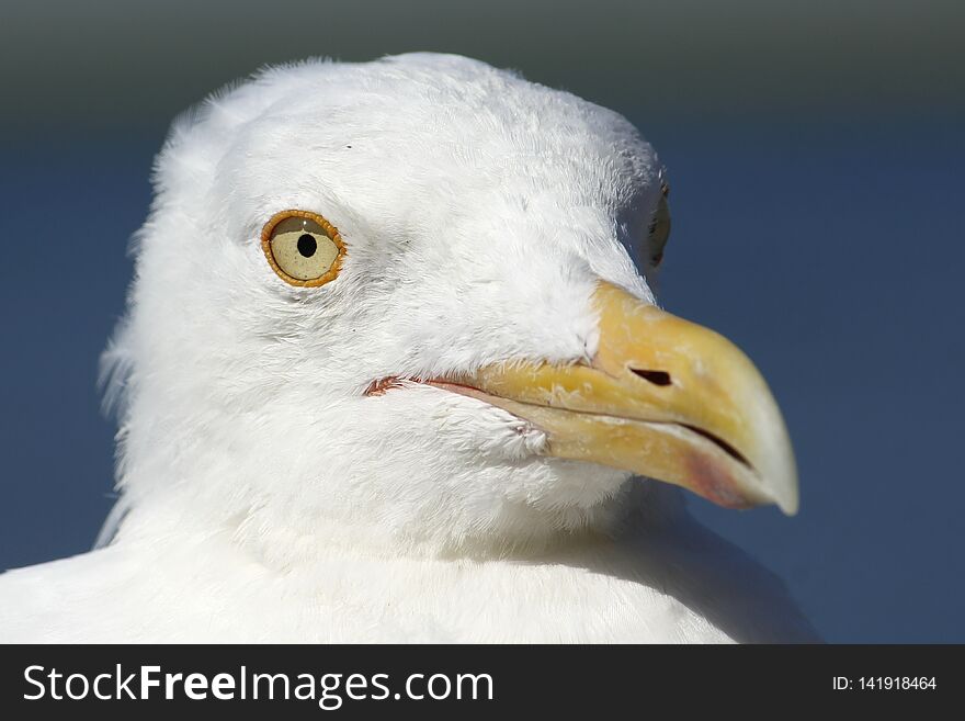 Seagull Portrait - Bright, Yellow Eyes