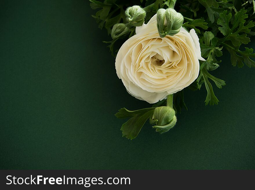 Beautiful blossom white flower on deep green background, space for text