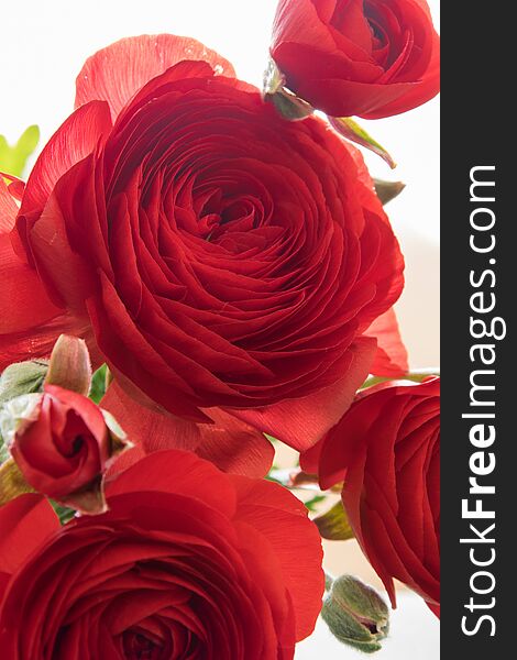 Close Up View Of Beautiful Red Flowers