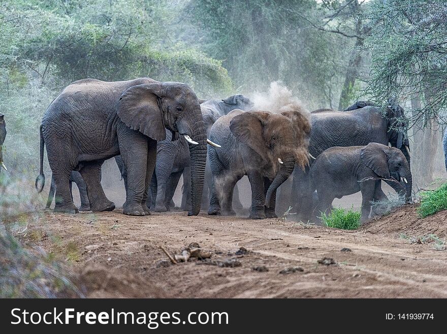 The elephants stay together in a herd of about 100. The park is home to the largest herds of elephants In East Africa. Rimoi National Reserve and Lake Kamnarok, Kenya. The elephants stay together in a herd of about 100. The park is home to the largest herds of elephants In East Africa. Rimoi National Reserve and Lake Kamnarok, Kenya.