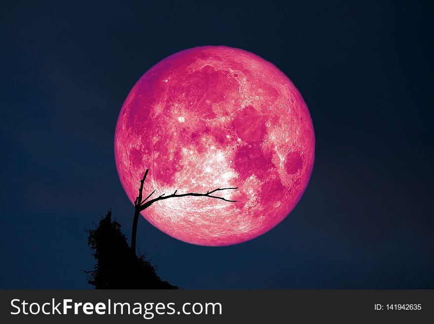 Full Fish Moon back on silhouette dry branch tree on night sky, Elements of this image furnished by NASA sap sprouting grass background bloody bright cloud color crow crust dramatic dusk egg evening forest garden harvest hunger lenten light line luminosity lunar mountain nature plant red space super surreal tranquil twilight wolf worm