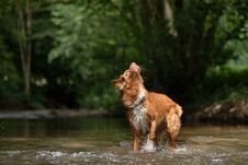 Dog Takes A Rest In The Water. Nova Scotia Duck Tolling Retriever, Toller Stock Photography