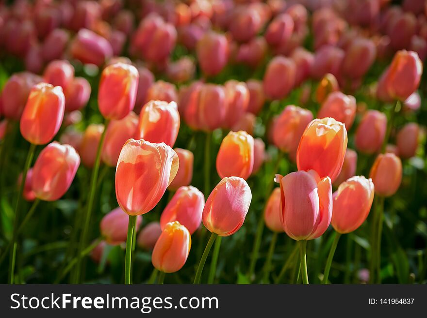 Blooming tulips flowerbed in Keukenhof flower garden, Netherlands