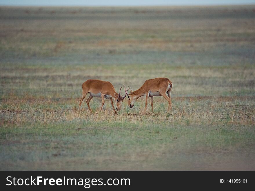The battle of a powerful males during the rut