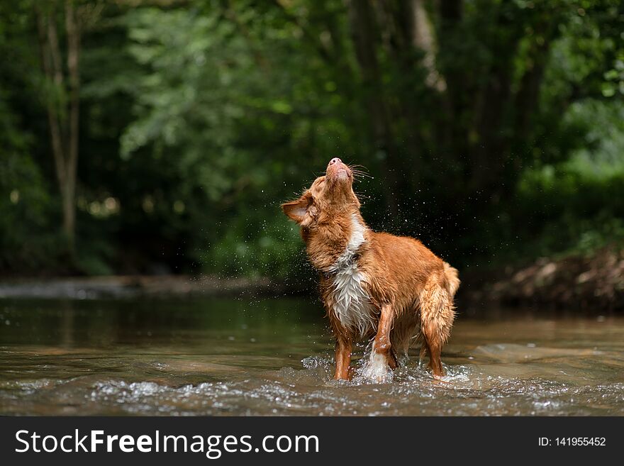 Dog takes a rest in the water. Nova Scotia Duck Tolling Retriever, Toller