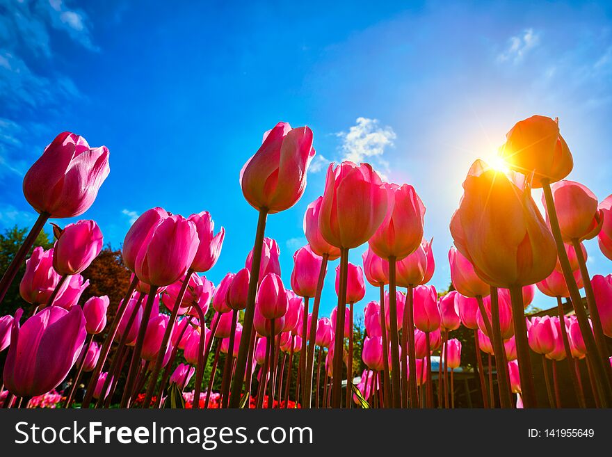 Blooming tulips against blue sky low vantage point
