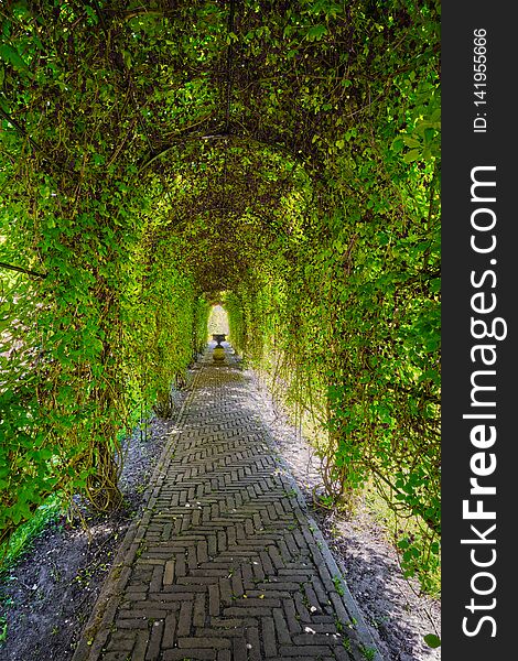 Green berceau arbour overgrown garden path