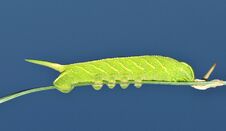 Mournful Sphinx Moth Caterpillar With A Blue Sky Background. Stock Photo