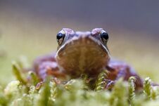 Iberian Frog Rana Iberica Leggy Frog Royalty Free Stock Photo Iberian Frog Rana Iberica Leggy Frog Royalty Free Stock Photo