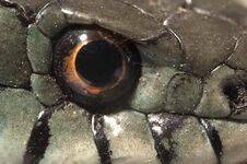 Grass Snake Natrix Natrix, Eye, Necklace Stock Images Grass Snake Natrix Natrix, Eye, Necklace Stock Images