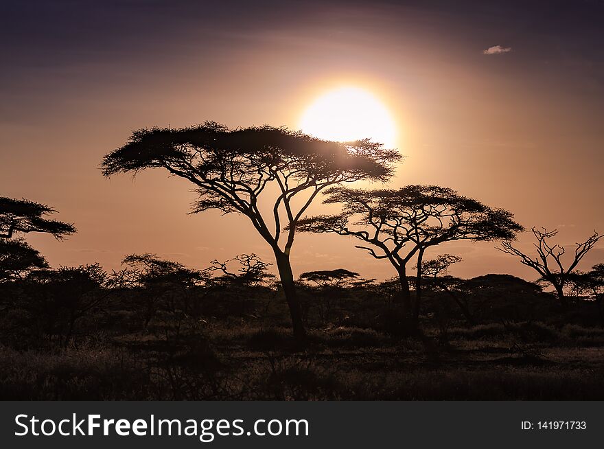 Silhouette of acacia trees with a bright orange sunset in Tanzania. Silhouette of acacia trees with a bright orange sunset in Tanzania
