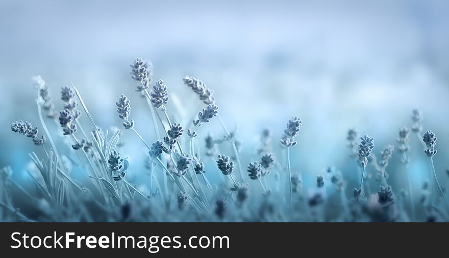 Soft blue spring floral background. Lavender flowers on blue blurred background.