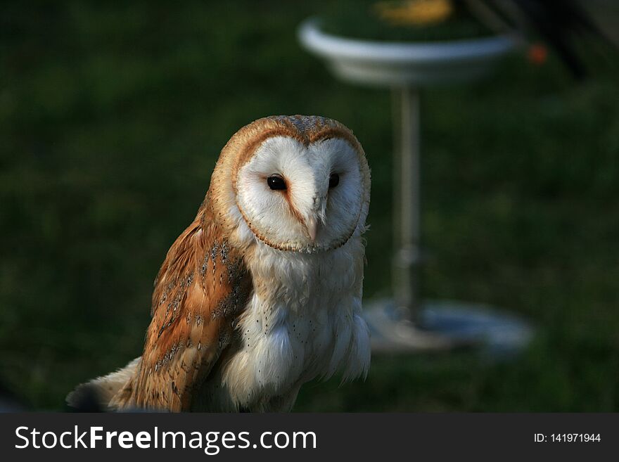 A barn owl staring at the camera at sunset