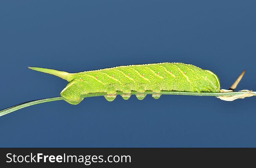 A green colored Sphinx moth caterpillar &#x28;Enyo lugubris&#x29; displaying a horn on its tail makes its way along a plant stem with the blue evening sky in the background. Image taken in Houston, TX. A green colored Sphinx moth caterpillar &#x28;Enyo lugubris&#x29; displaying a horn on its tail makes its way along a plant stem with the blue evening sky in the background. Image taken in Houston, TX.